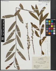 Foto von Salix appendiculata Vill. x Salix eleagnos Scop.